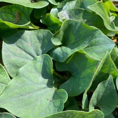 Chameleon Plant (Houttuynia cordata) 4"