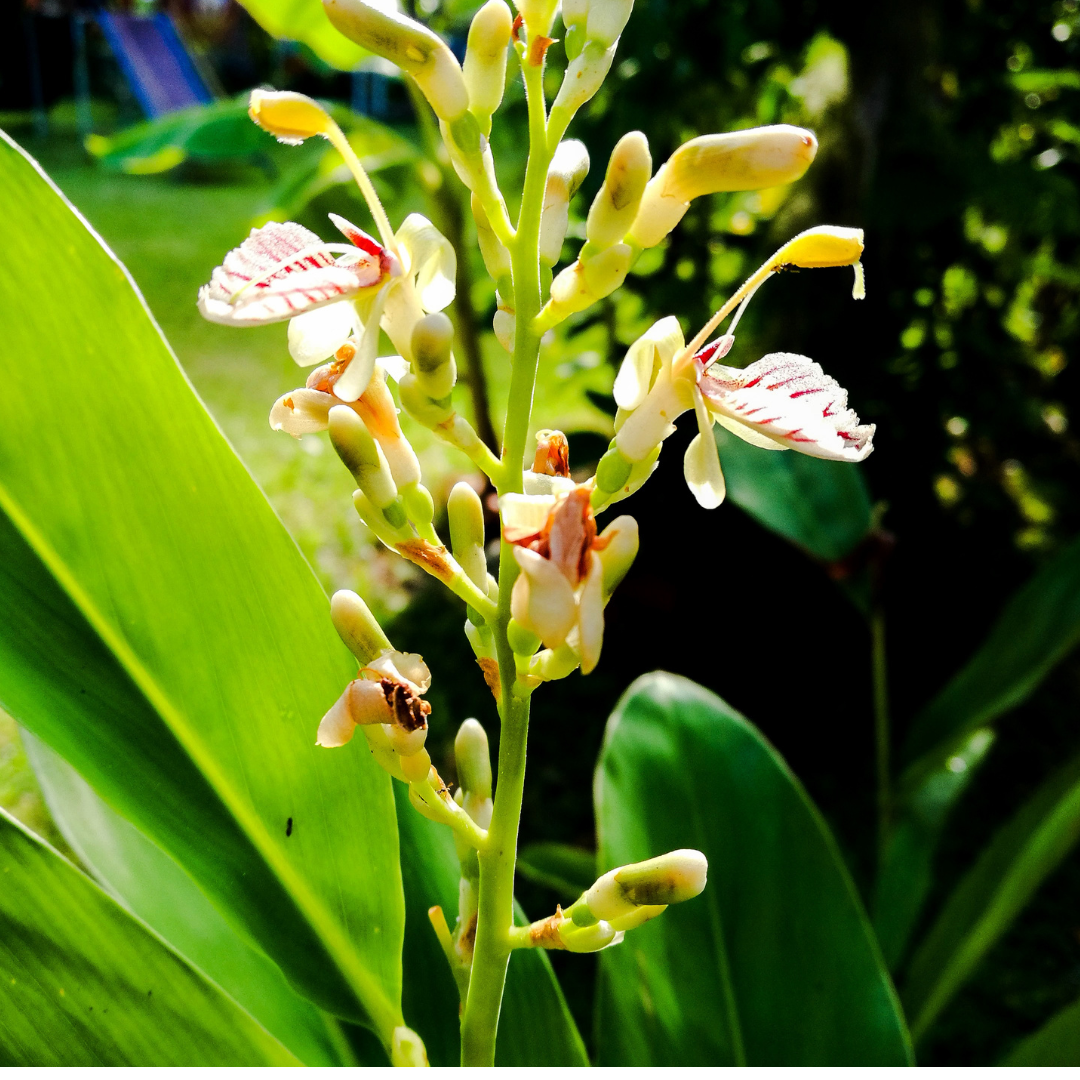 Spice Ginger Plant - Galangal - Alpinia galanga -Fragrant- Indoors/Out -4  Pot