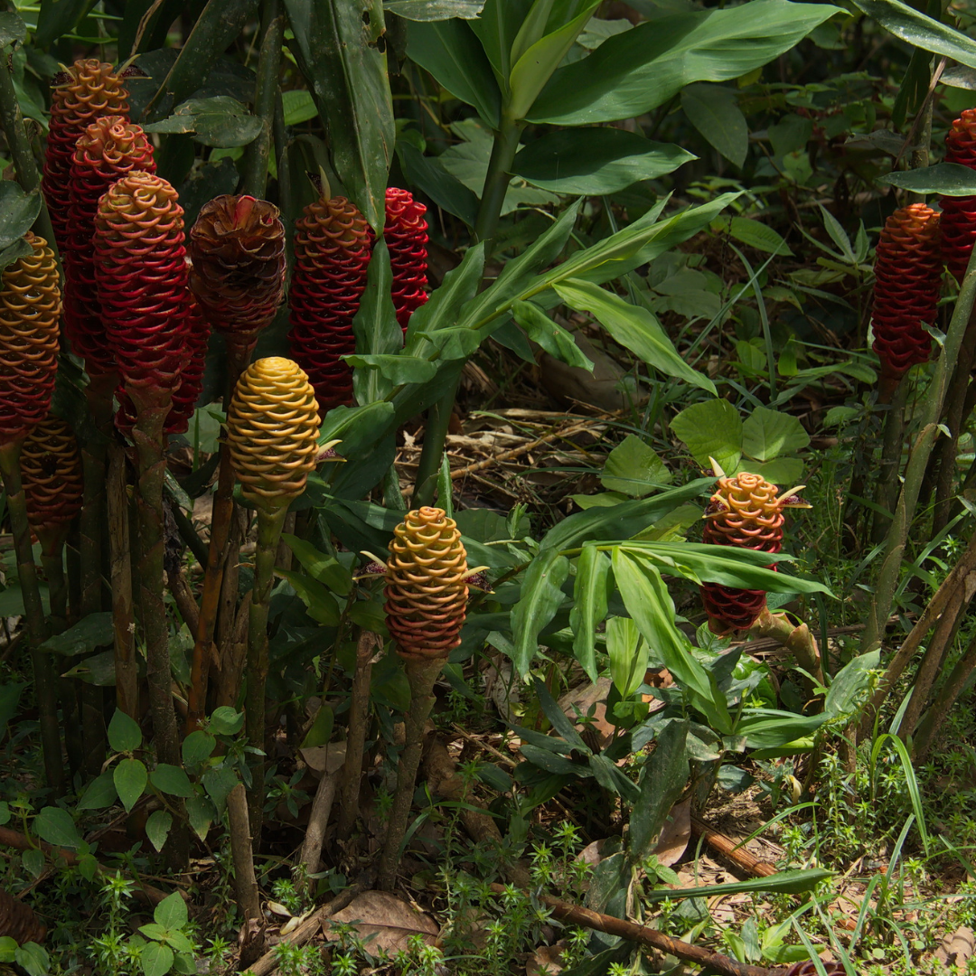 Ginger - Shampoo &quot;Awapuhi&quot; (Zingiber zerumbet) 1G