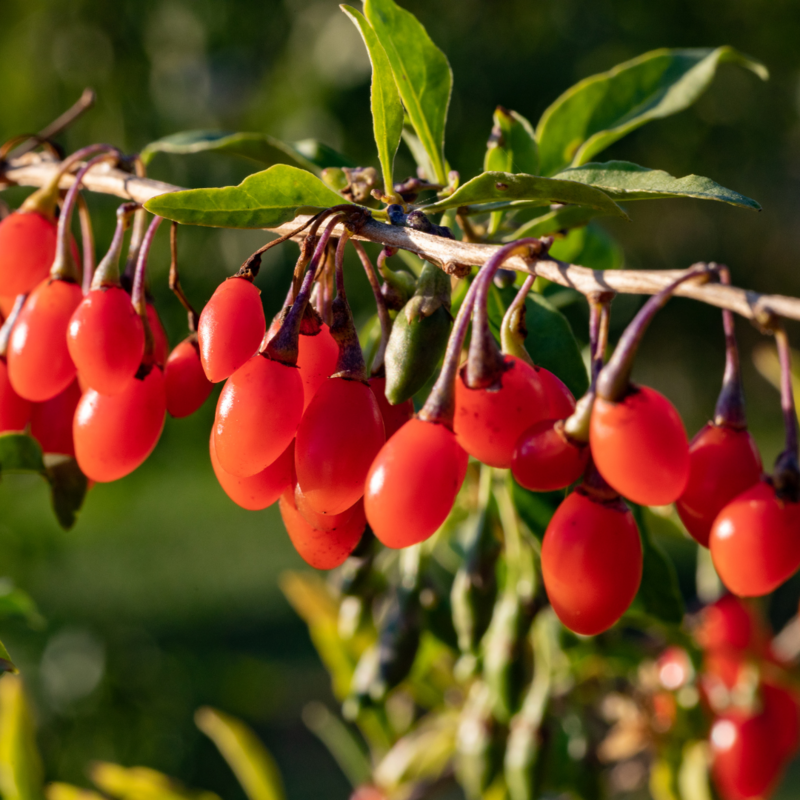 Goji Berry, Wolf Berry (Lyceum barbarum) 4&quot;