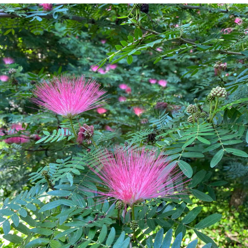 Calliandra: Powder Puff (Calliandra haematocephala) 4" Calliandra: Powder Puff (Calliandra haematocephala) 4"