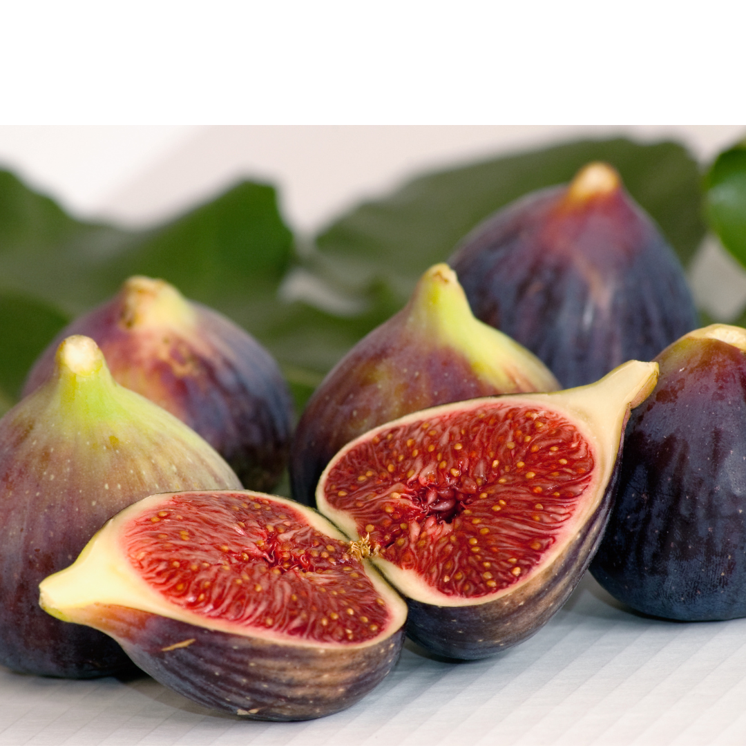 Fig - Litte Ruby (Ficus sp.) 1G