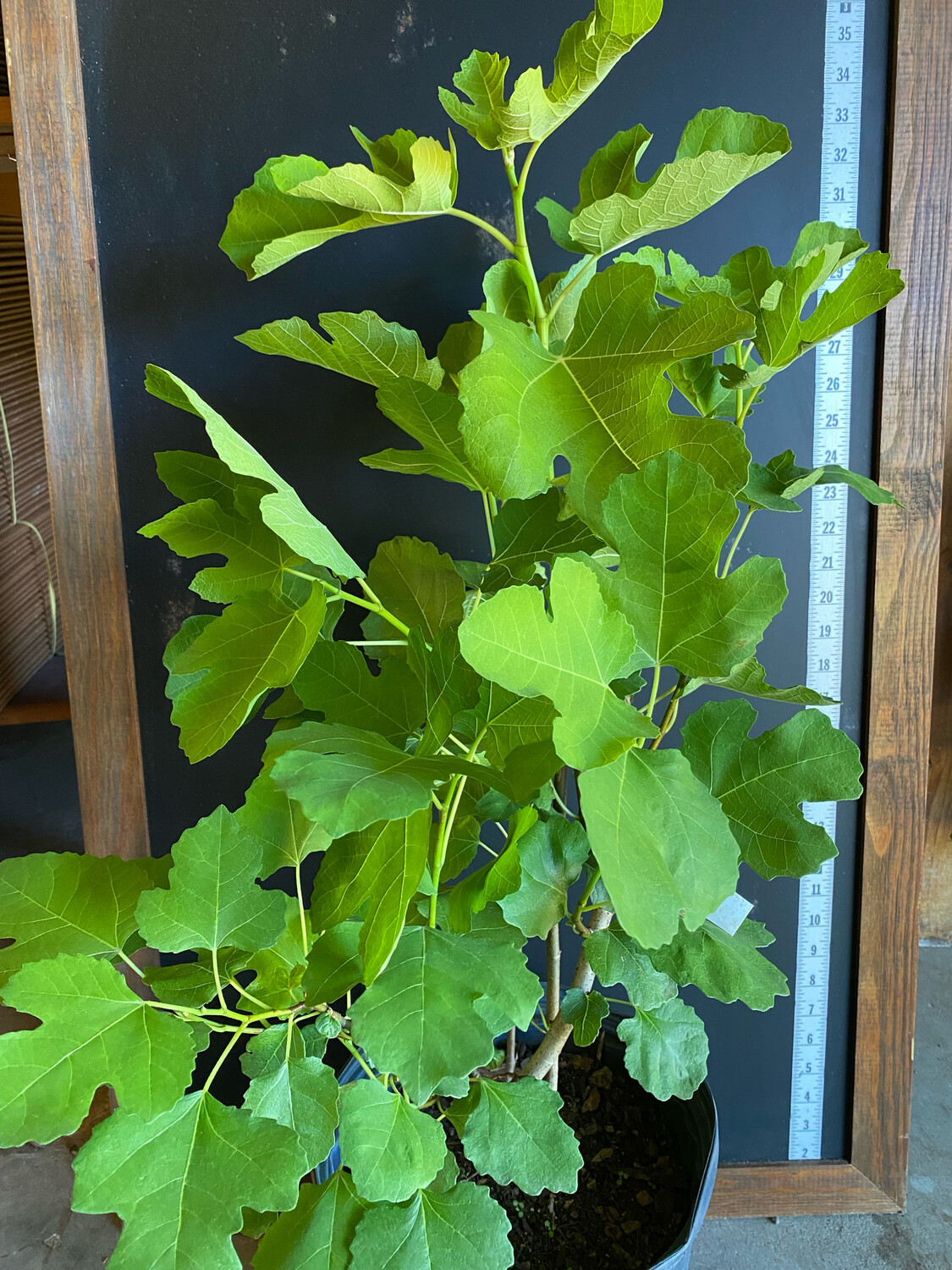 Fig - LSU Purple (Ficus carica) 3G