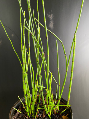 Horsetail Reed (Equisetum hyemale) 1G