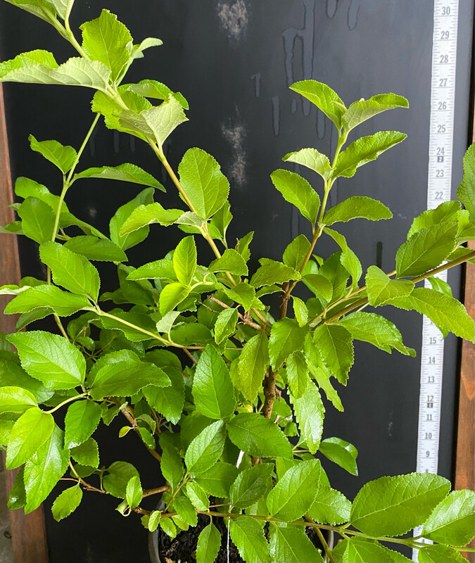 Sweet Almond - Dwarf (Aloysia virgata) 1G Sweet Almond - Dwarf (Aloysia virgata) 1G