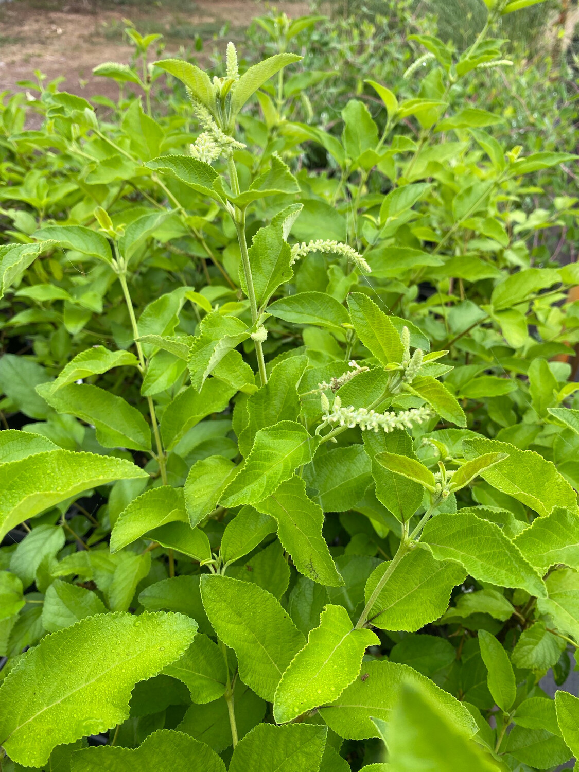Sweet Almond - Dwarf (Aloysia virgata) 1G Sweet Almond - Dwarf (Aloysia virgata) 1G