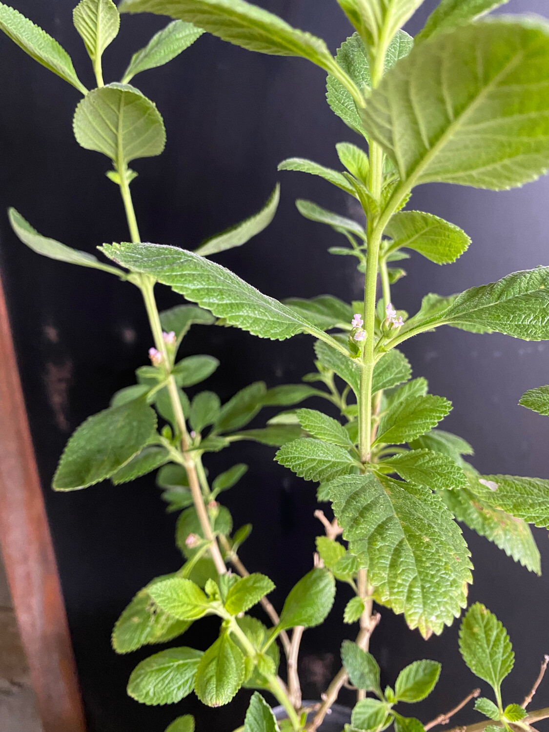 Oregano - Mexican (Lippia graveolens) 1G