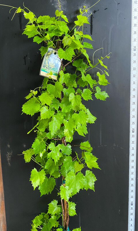 Grape - Welder (Vitus rotundifolia) 1G Grape - Welder (Vitus rotundifolia) 1G