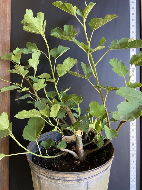 Fig - White Kadota (Ficus carica) 3G Fig - White Kadota (Ficus carica) 3G