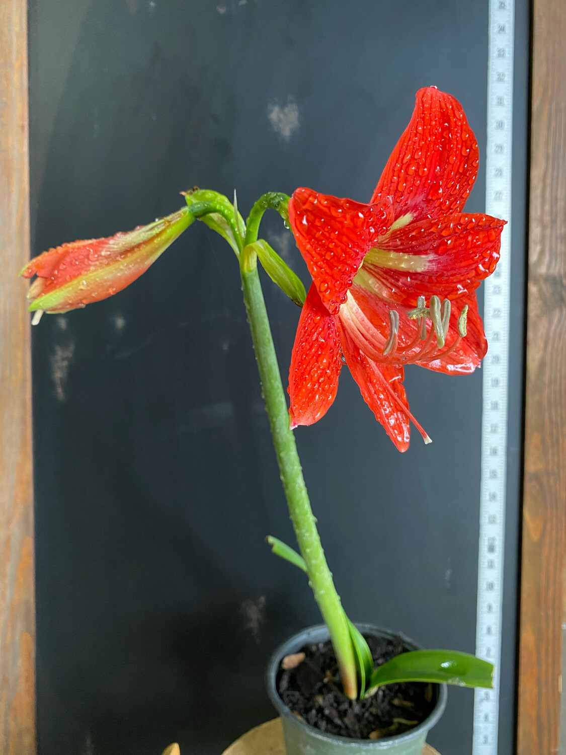 Amaryllis - (Hippeastrum) 6" Amaryllis - (Hippeastrum) 6"