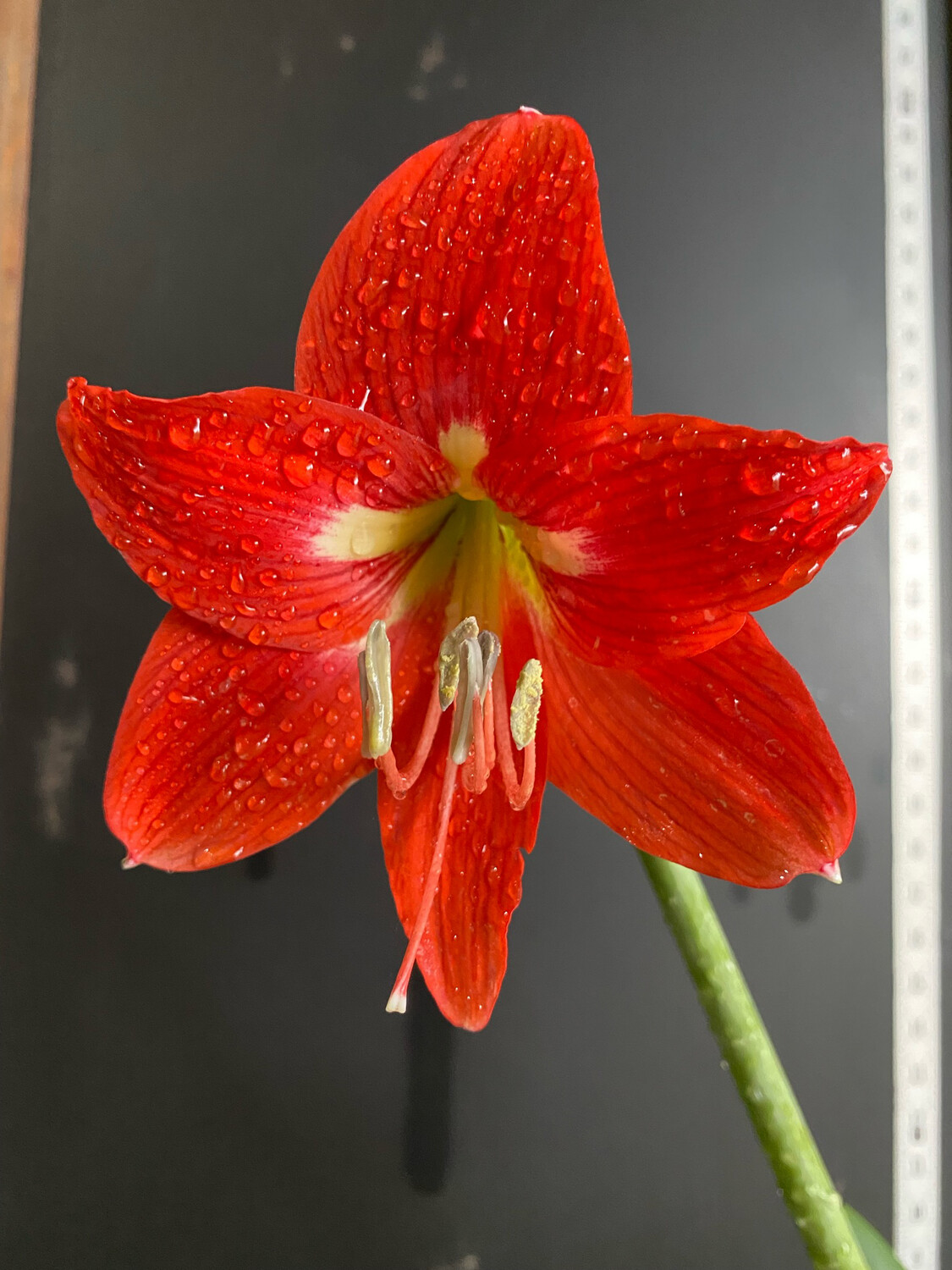 Amaryllis - (Hippeastrum) 6&quot;