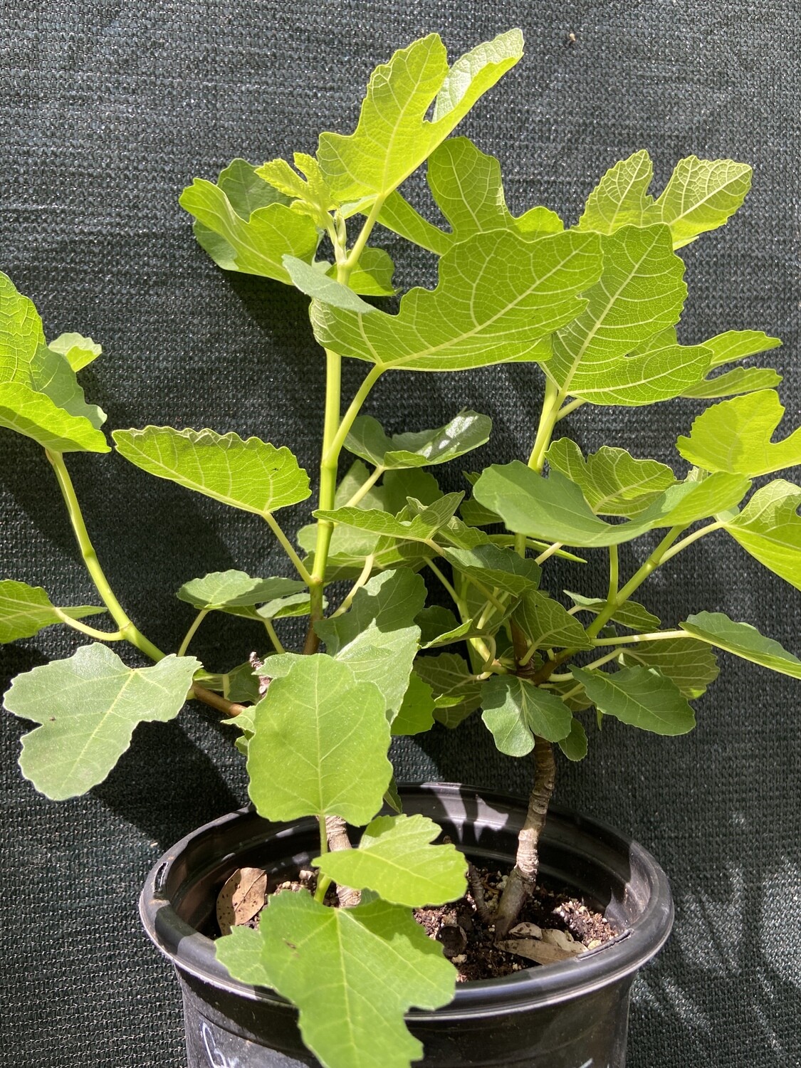 Fig - Brown Turkey (Ficus carica) 1G