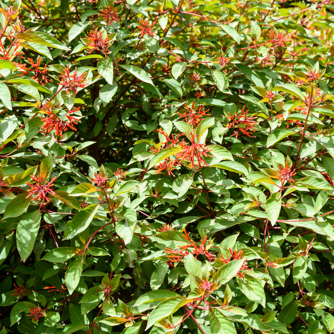 Firebush - Dwarf (Hamelia patens) 1G Firebush - Dwarf (Hamelia patens) 1G