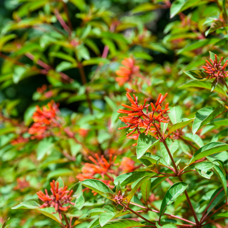 Firebush - Dwarf (Hamelia patens) 4" Firebush - Dwarf (Hamelia patens) 4"