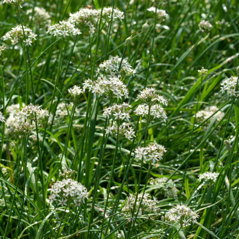 Garlic Chives - White (Allium tuberosum) 4&quot;