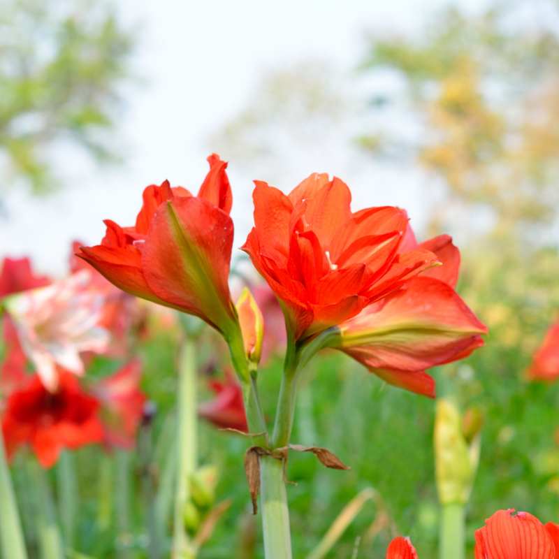 Amaryllis - (Hippeastrum) 6"