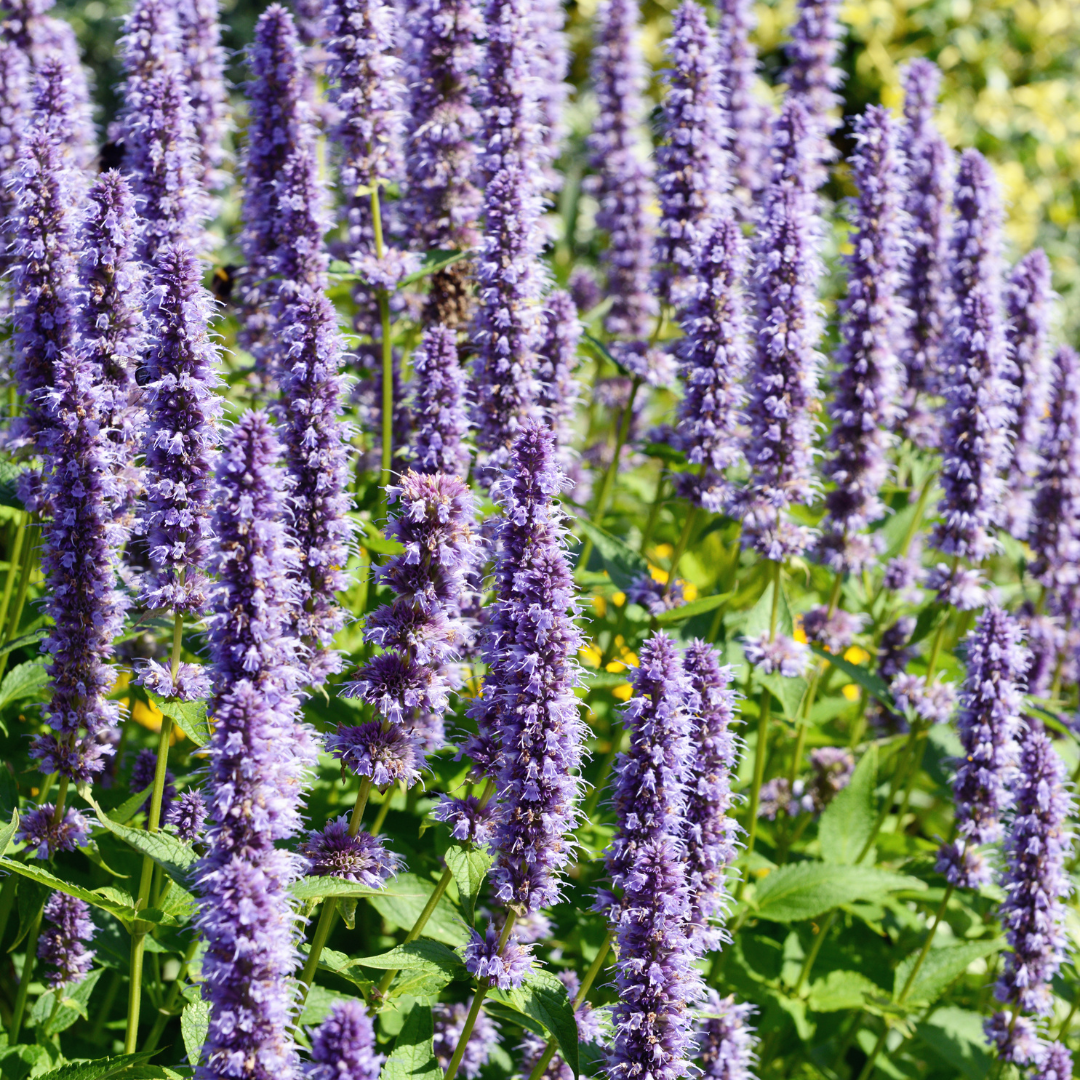 Mint - Korean (Agastache rugosa) 4&quot;