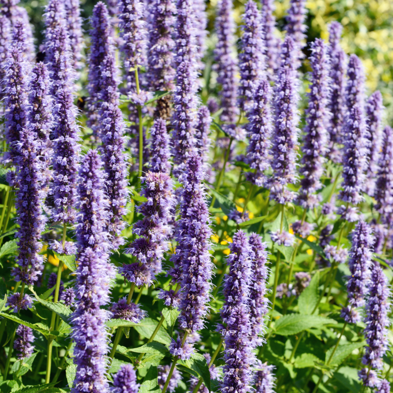 Mint - Korean (Agastache rugosa) 4&quot;