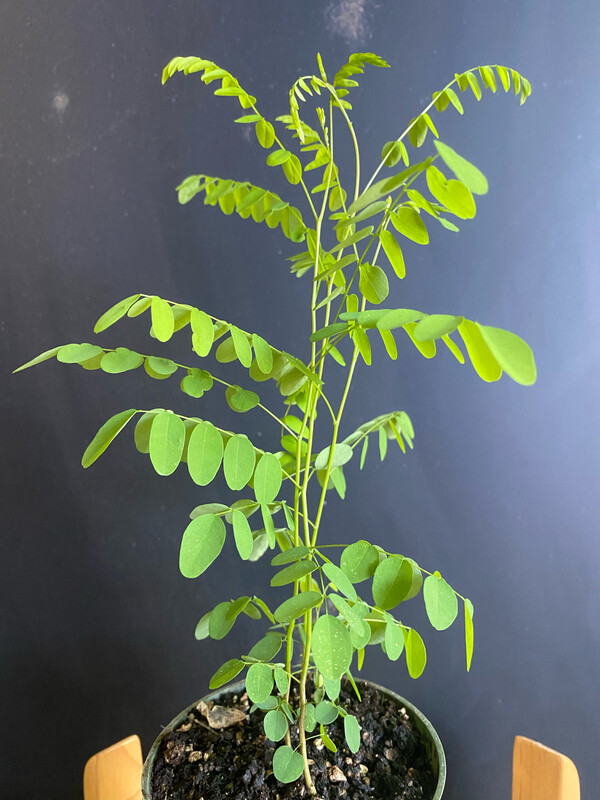 Blue False Indigo (Baptisia australis) 4&quot;