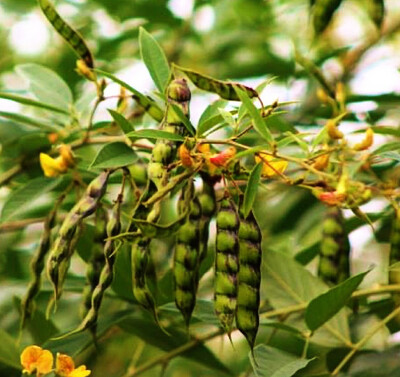 Pigeon Pea - Black (Cajanus cajan) 1G Pigeon Pea - Black (Cajanus cajan) 1G