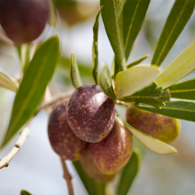 Olive - Arbequina (Olea europaea) 2G