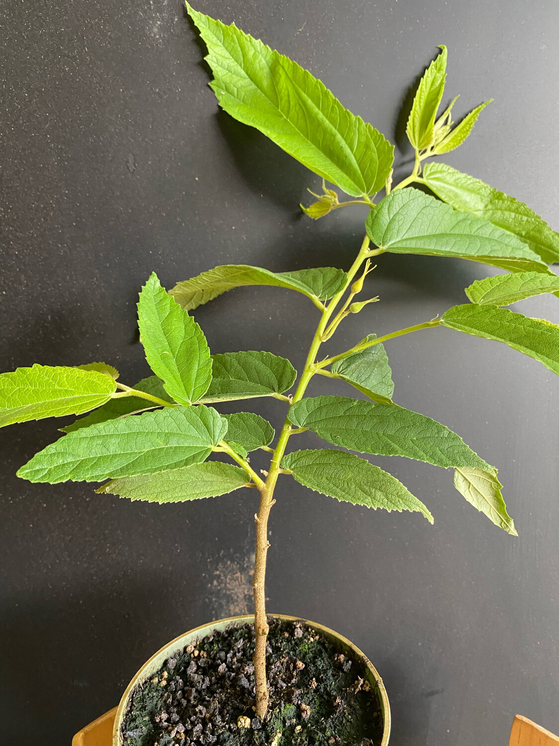 Strawberry Tree - Yellow (Muntingia calabura) 4&quot;