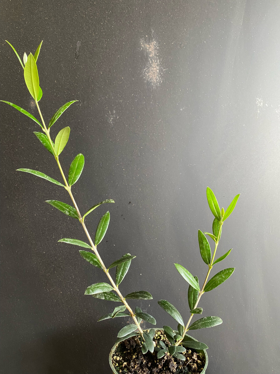 Olive - Arbequina (Olea europaea) 4&quot;