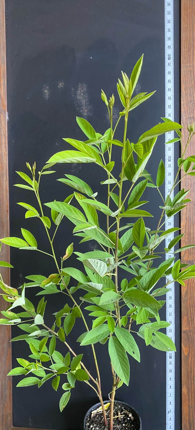 Pigeon Pea - Black (Cajanus cajan) 1G Pigeon Pea - Black (Cajanus cajan) 1G