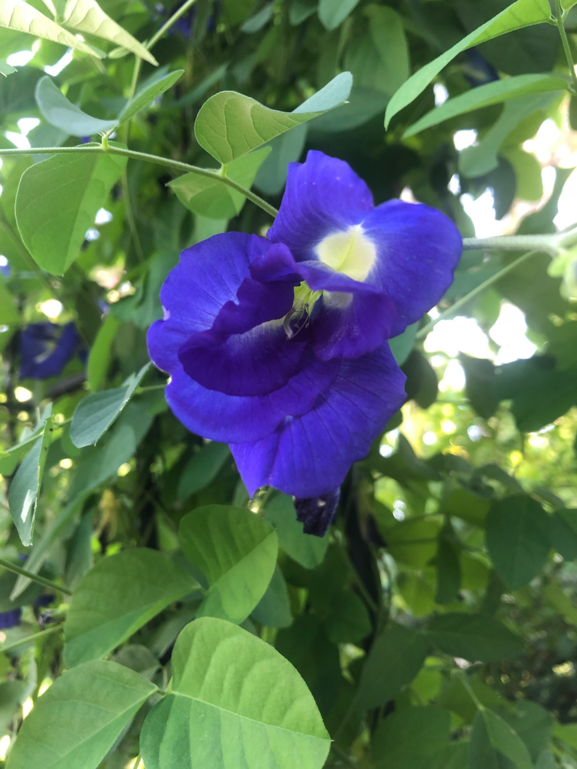 Butterfly Pea (Clitoria ternateas) 2G