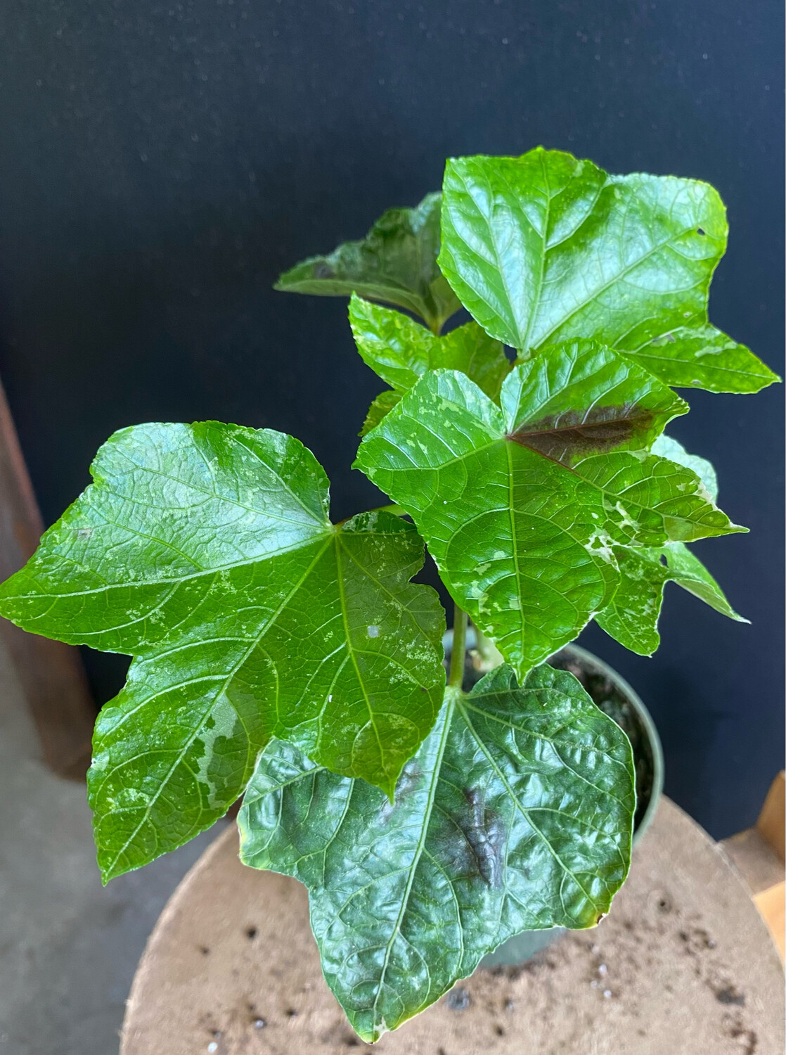 Hibiscus - Auntie Lilli&#39;s (Abelmoschus manihot) Edible Leaf 4&quot;