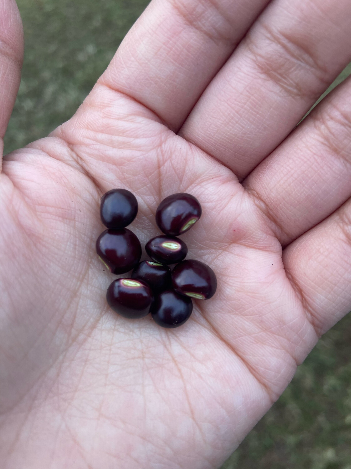 Pigeon Pea - Black (Cajanus cajan) 1G Pigeon Pea - Black (Cajanus cajan) 1G