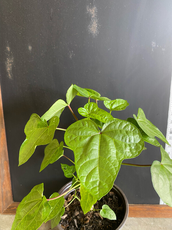 Hibiscus - Tongan Spinach (Abelmoschus manihot) Salad Tree, 1G