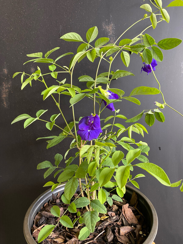 Butterfly Pea (Clitoria ternateas) 2G Butterfly Pea (Clitoria ternateas) 2G