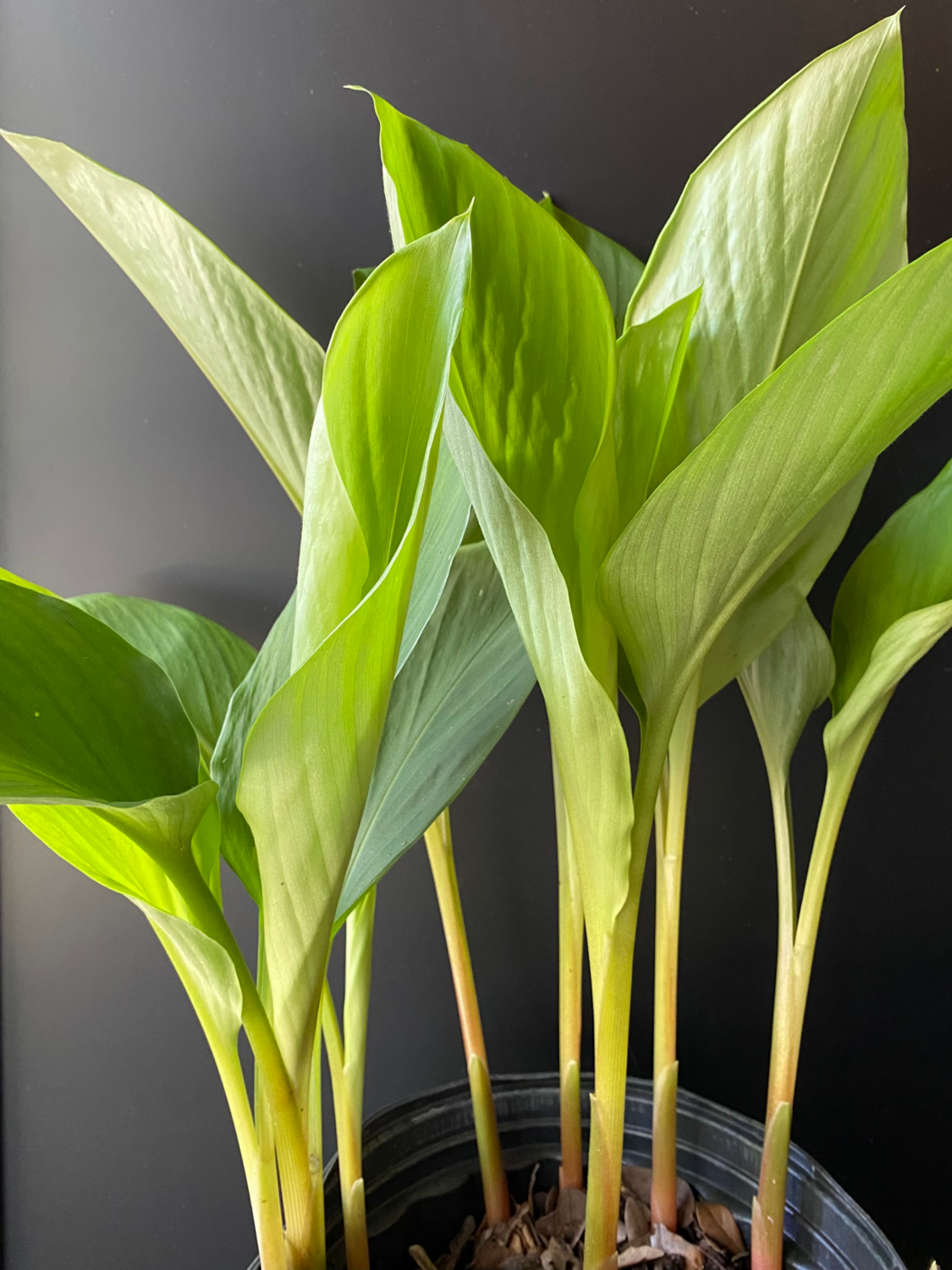 Ginger - Chinese Finger​ (Boesenbergia rotunda) 3G