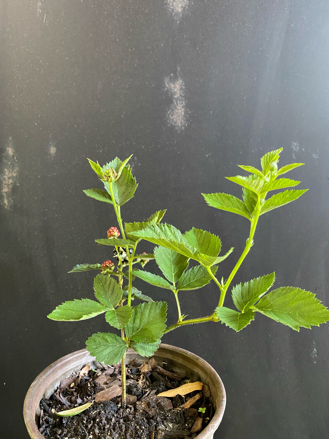 Blackberry - Natchez, Thornless (Rubus fruticosus 'Natchez') 1G