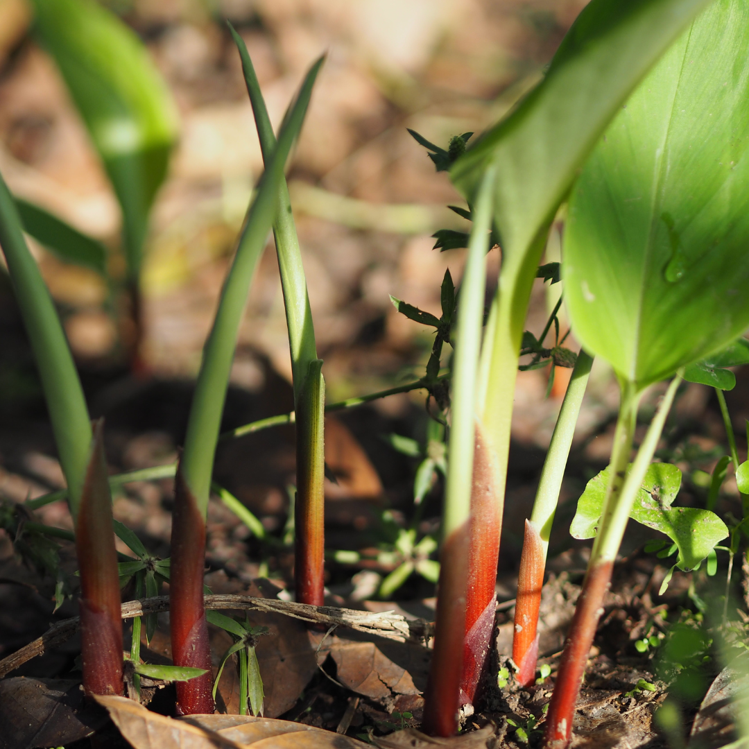 Ginger - Chinese Finger​ (Boesenbergia rotunda) 3G