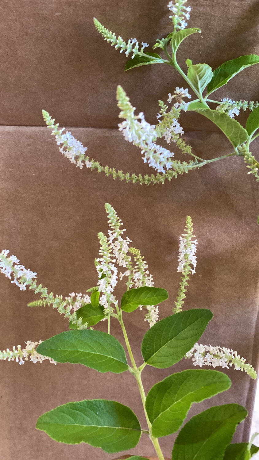 Sweet Almond - Dwarf (Aloysia virgata) 4"