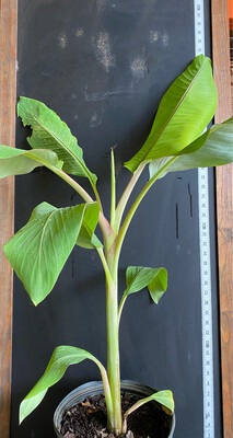 Banana - Namwah (Musa acuminata) 3G