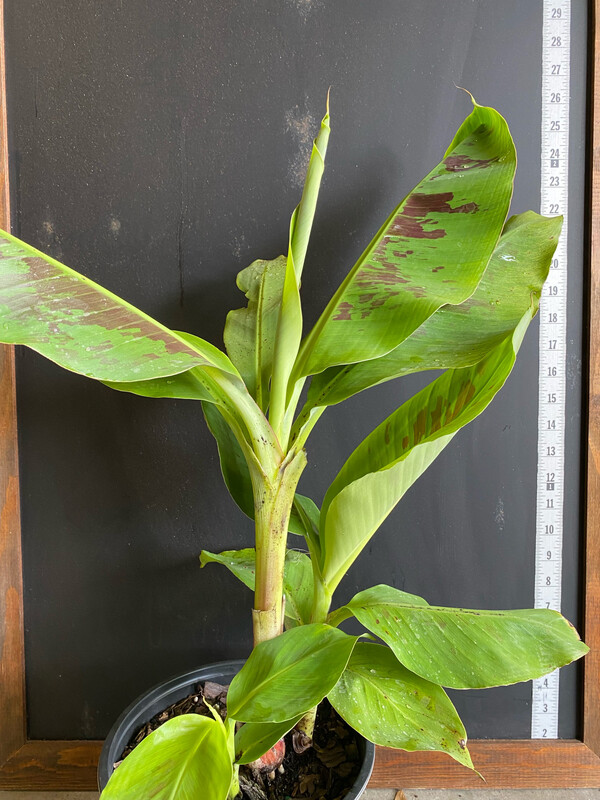 Banana - Grand Nain (Musa acuminata) 2G Banana - Grand Nain (Musa acuminata) 2G