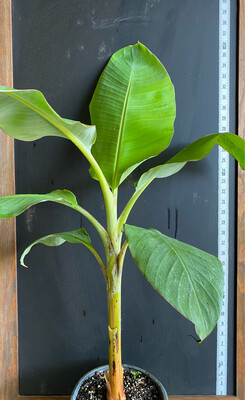 Banana - Dwarf Orinoco (Musa acuminata) 2G