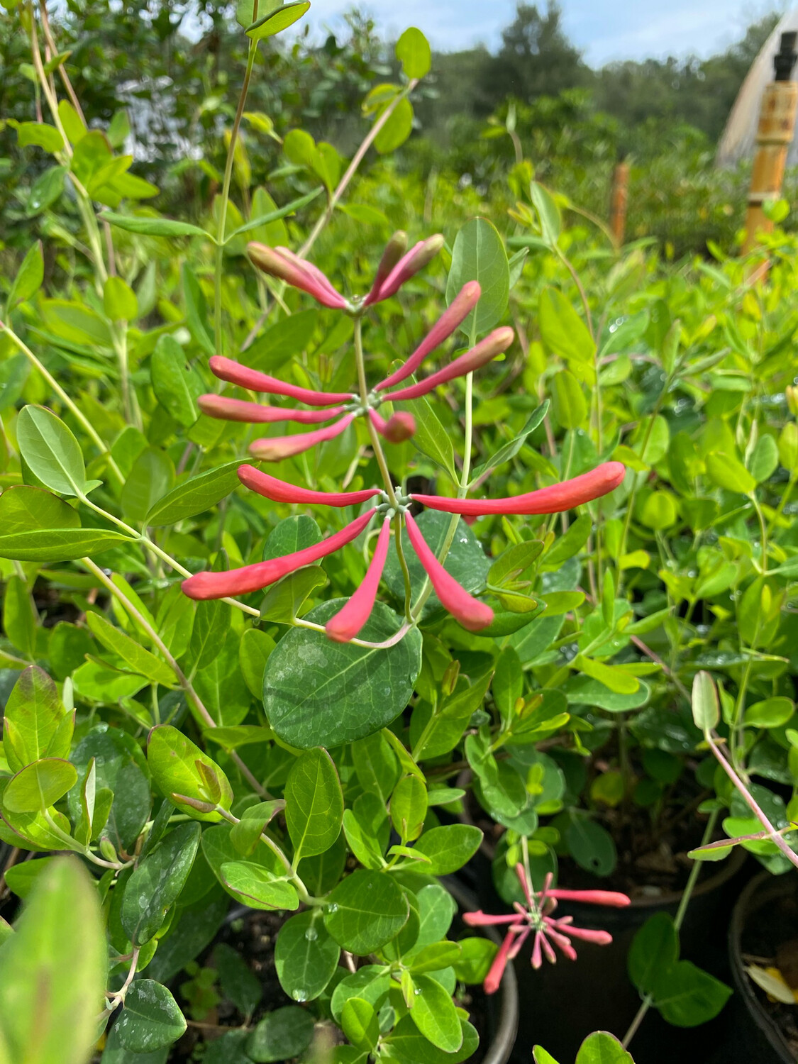 Coral Honeysuckle (Lonicera sempervirens) 1G Coral Honeysuckle (Lonicera sempervirens) 1G