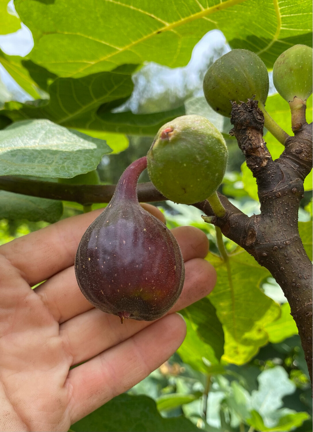 Fig - Fignomenal (Ficus carica) 1G