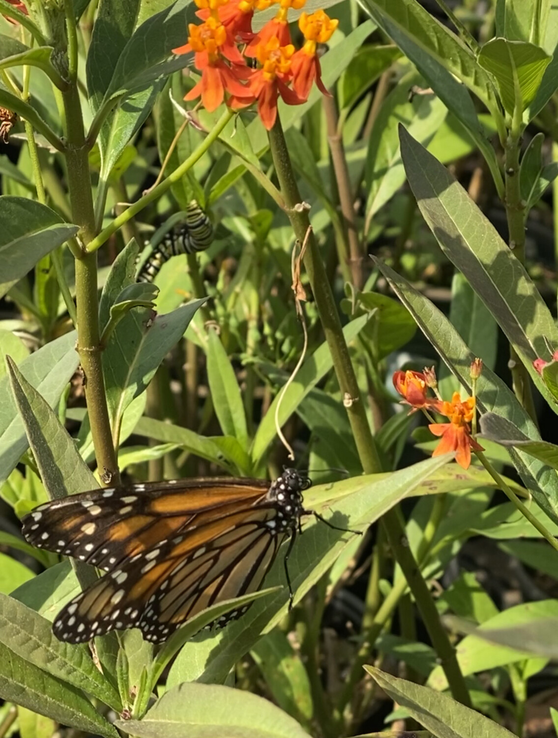 Milkweed - Orange (Asclepias sp.) 1G Milkweed - Orange (Asclepias sp.) 1G