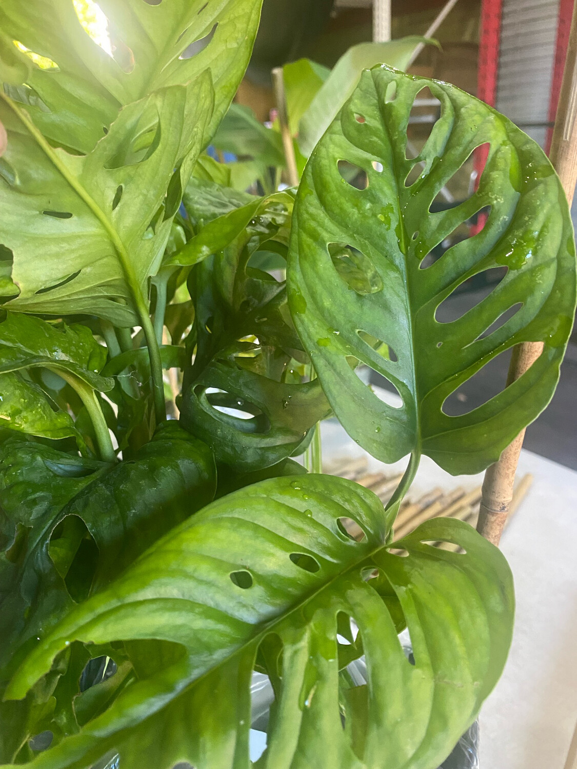 Monstera - Swiss Cheese (Monstera adansonii) 1G