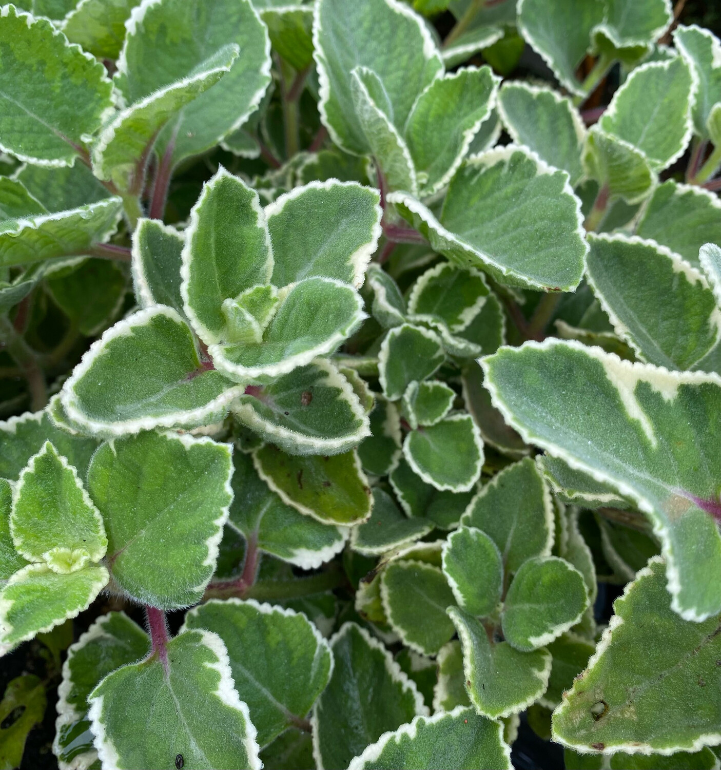 Oregano - Cuban, Variegated (Plectranthus amboinicus) 4&quot;