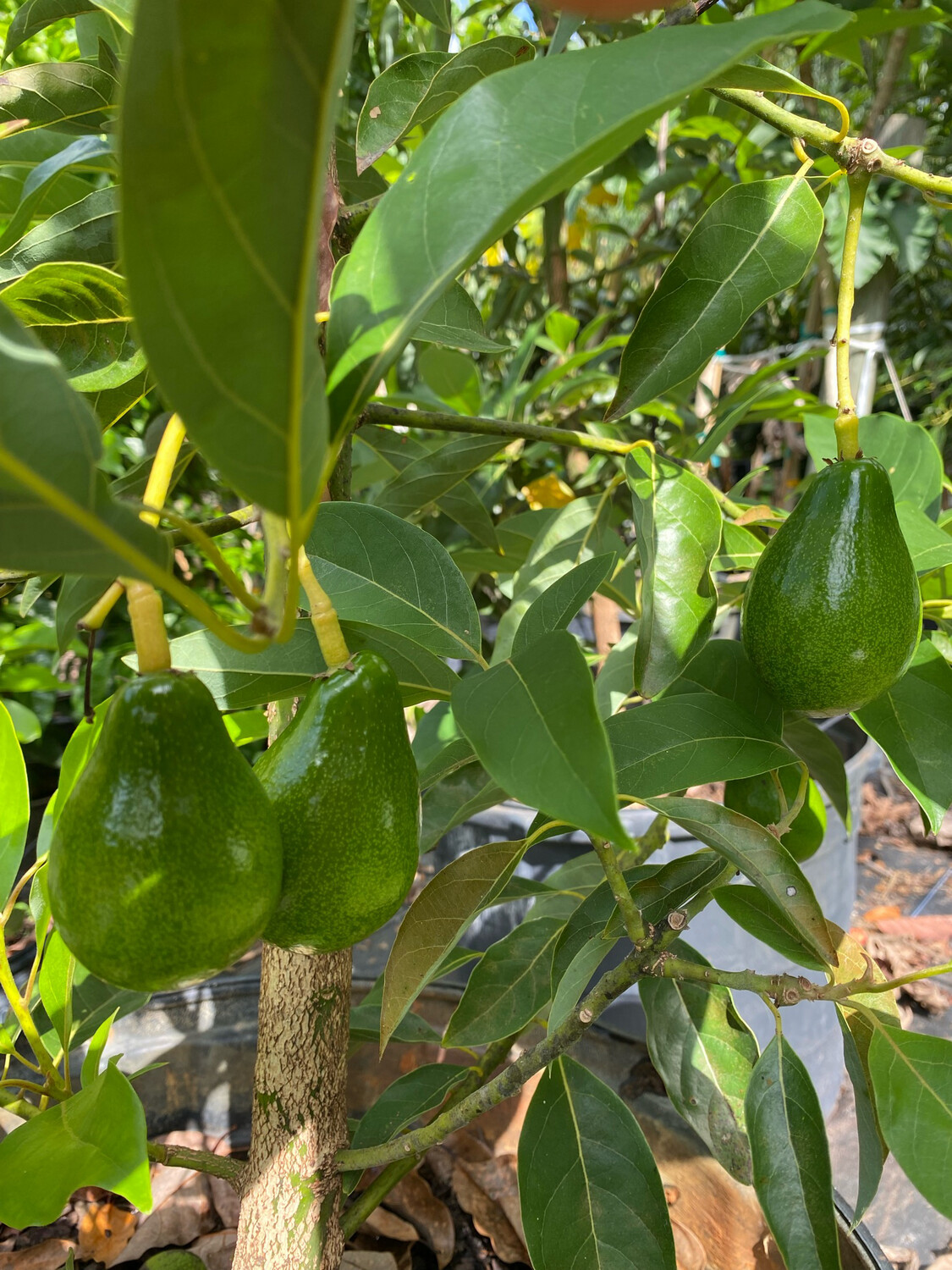Avocado - &#39;Fantastic&#39;, Persea americana - 3G