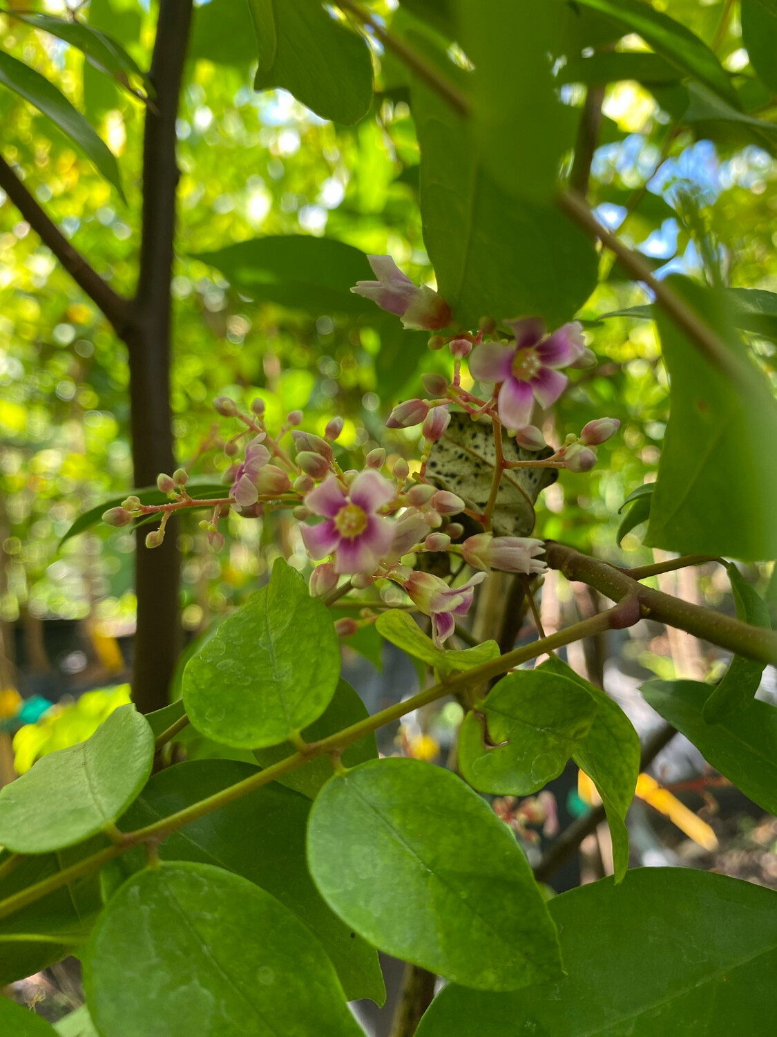 Starfruit - Fwang Tung (Averrhoa carambola ) 3G