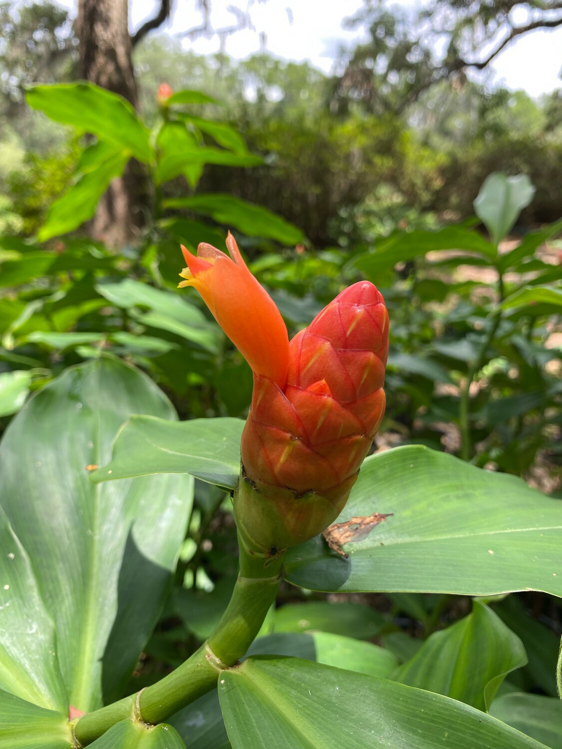 🍃 Ginger 'Orange Spiral' (Costus barbatus) Unique & Edible Delight