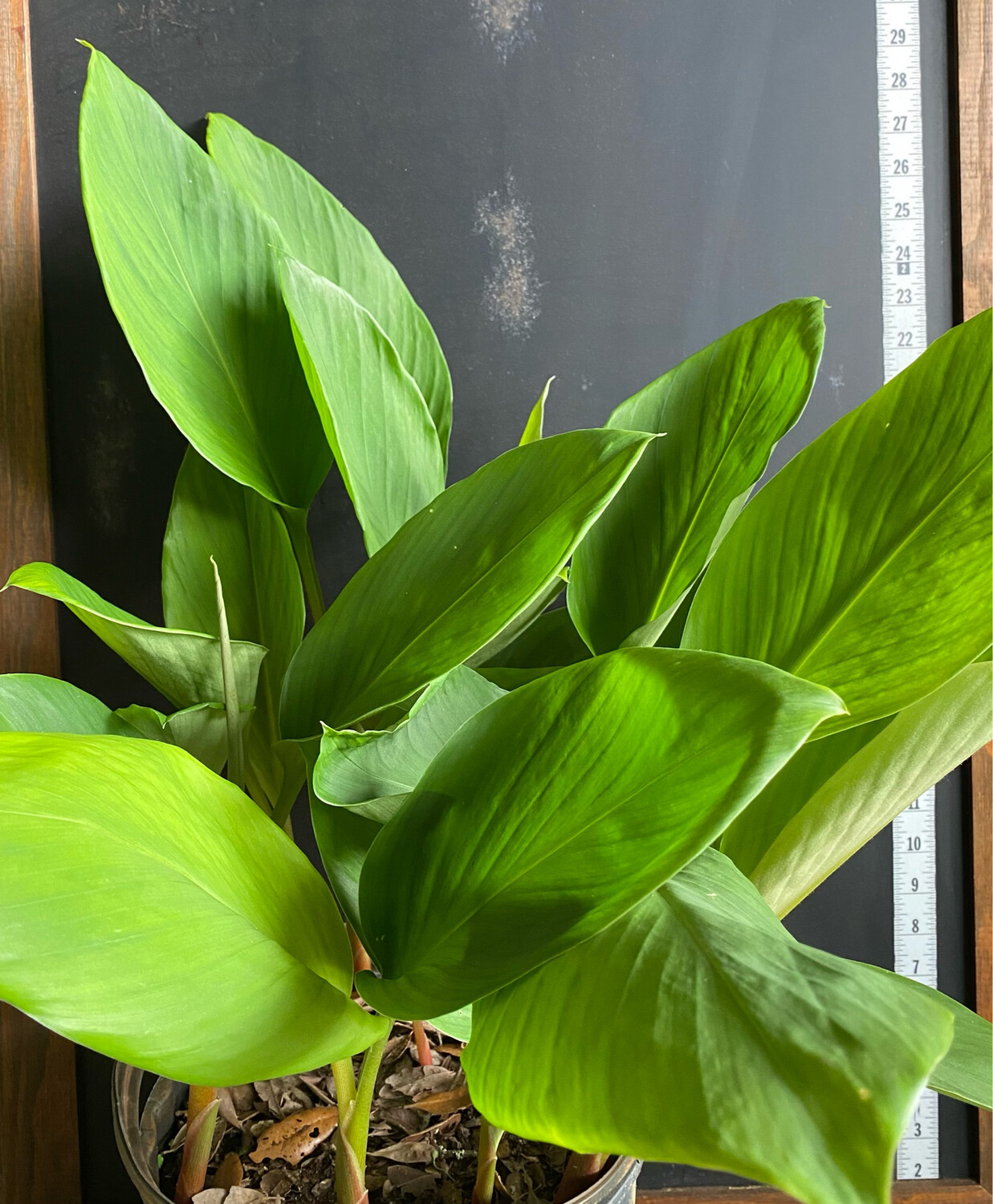 Ginger - Chinese Finger​ (Boesenbergia rotunda) 3G