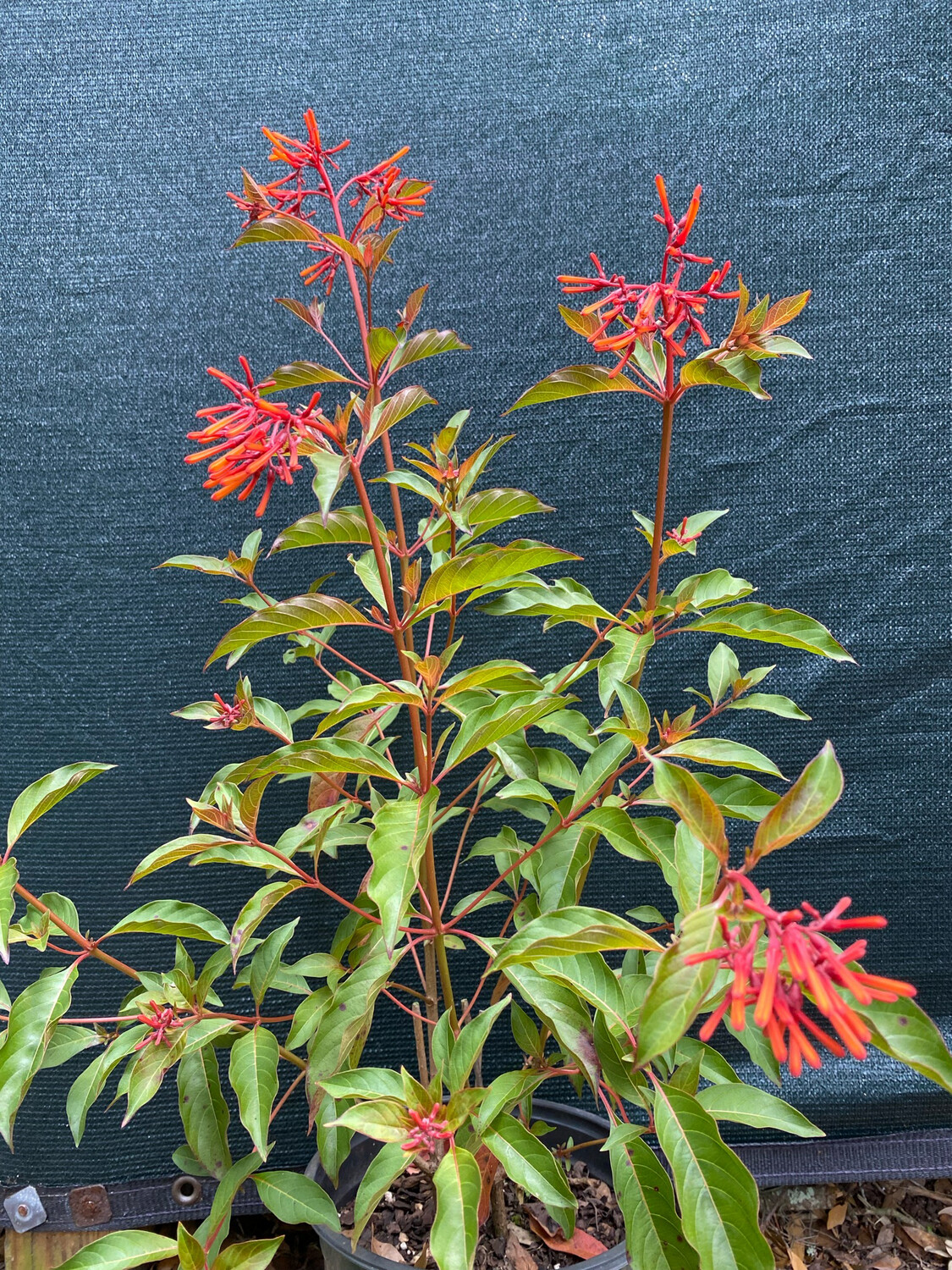 Firebush (Hamelia patens) 2G Firebush (Hamelia patens) 2G